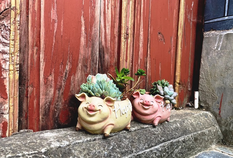 大理研學(xué)旅行